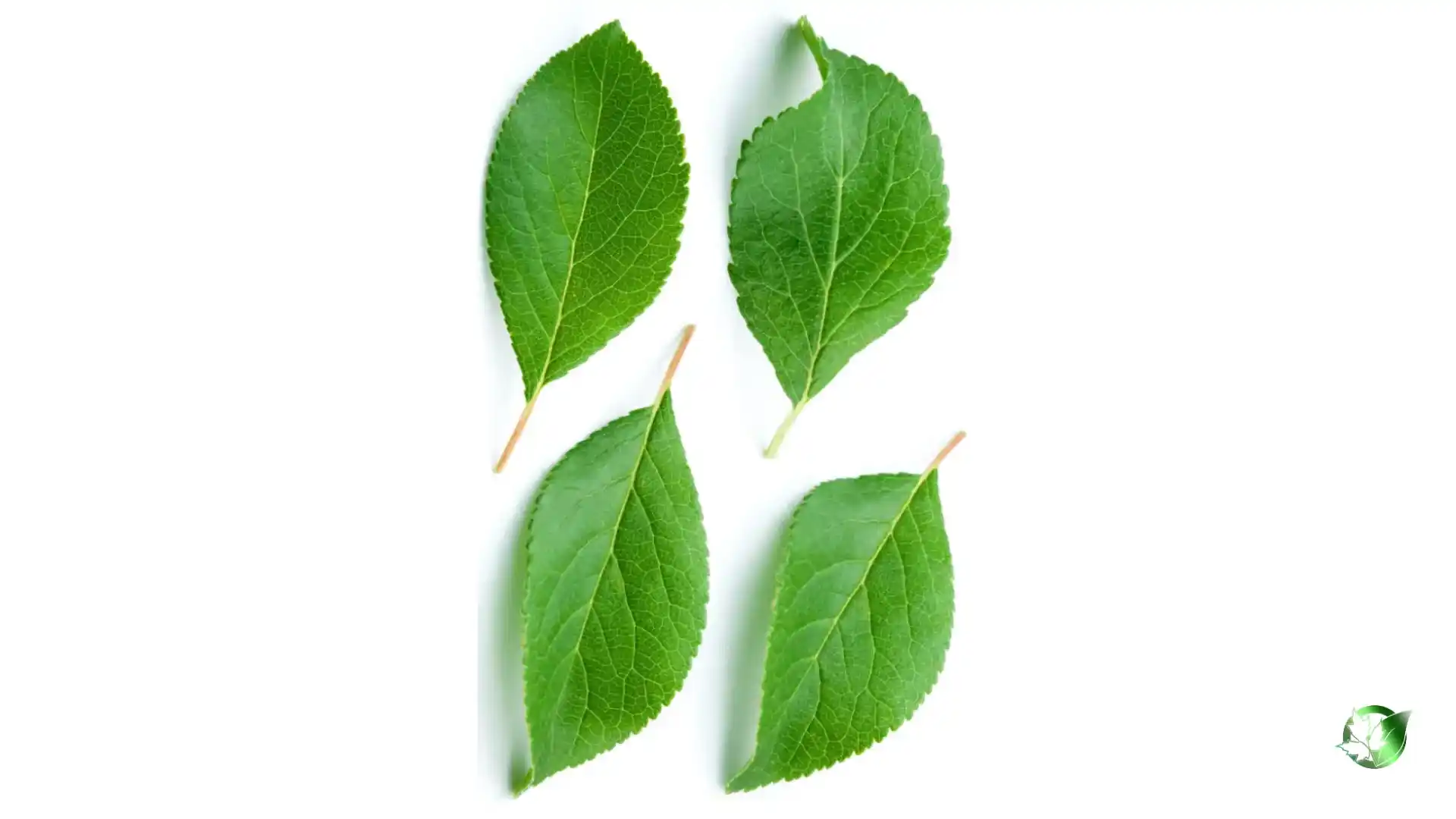 Bulk Apricot Leaf | Suppliers | Wholesale | ParsaFood Global